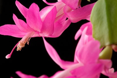 Christmas cactus