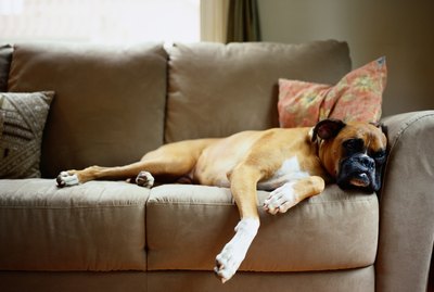 Boxer Lounging on Couch