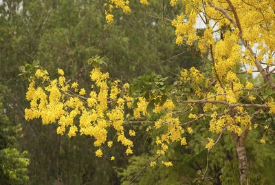Golden Shower Tree.