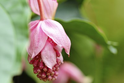 rose grape, medinilla magnifica, melastomataceae
