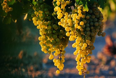 Bunches of grapes