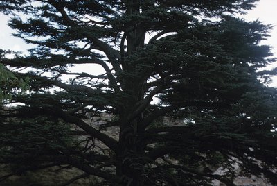 Cedar tree