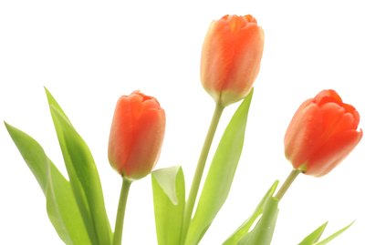Tulips