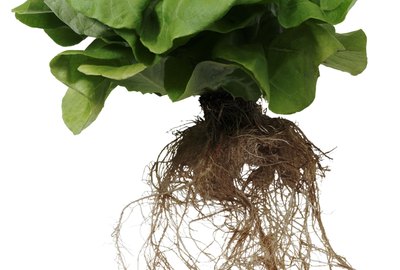 Butter lettuce