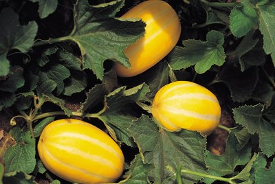 Squash on vines