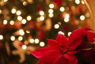 Christmas Decoration with Poinsettia Flowers