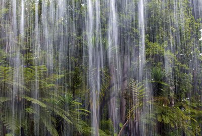Tropical rain in the jungle