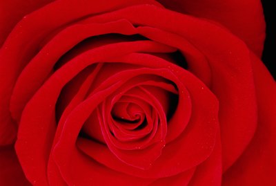 Red rose (Rosa sp.), close-up