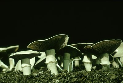 cultivated mushrooms, agaricus biporus