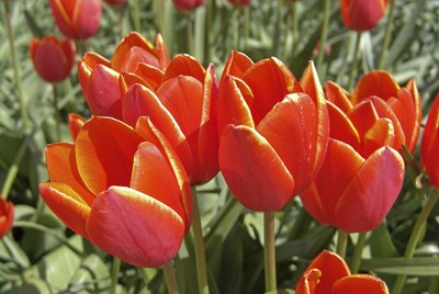 Tulips
