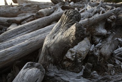 USA, Washington, Olympic National Park, driftwood on Kalaloch Beach