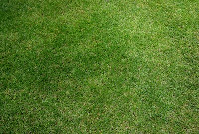 Grass, full frame