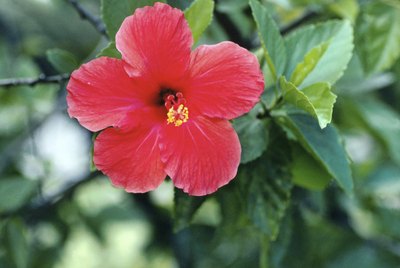 Hibiscus flower