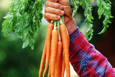 Hand holding carrots