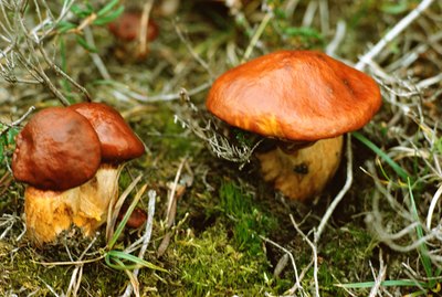 Close-up of mushrooms in forest