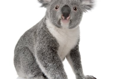 Front view of Young koala, Phascolarctos cinereus, sitting.