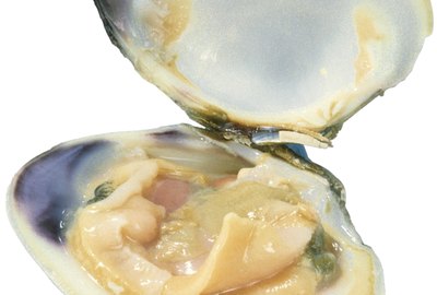 Open clam