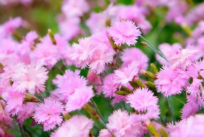 pink carnation