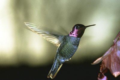 Hummingbird