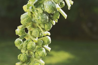 Brussels sprouts growing in garden