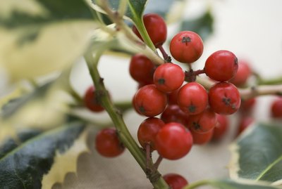 Holly berries