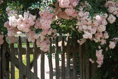 Pink flowers