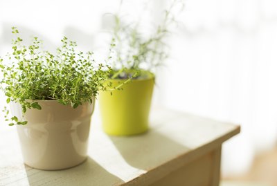 The houseplant which there is in a room
