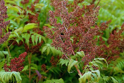 Fruits and leaves of sumac