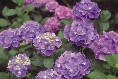 Hydrangea
