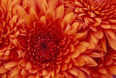 Chrysanthemum
