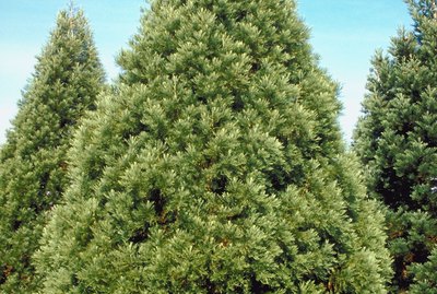 Evergreen trees