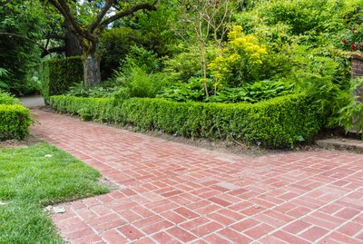 Green hedge borders a brick path in planted garden