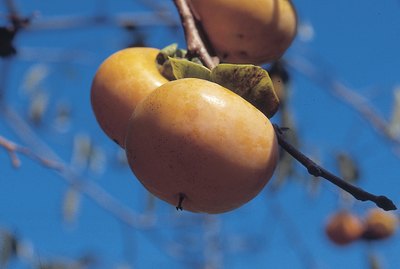 Persimmons on a tree
