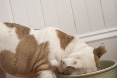 Dog eating from bowl