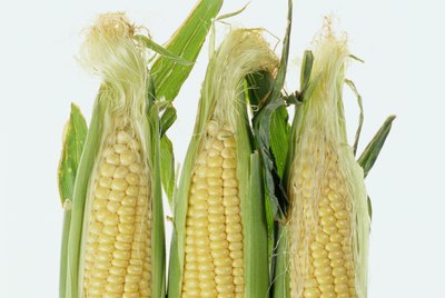 Ears of corn in husks, close-up