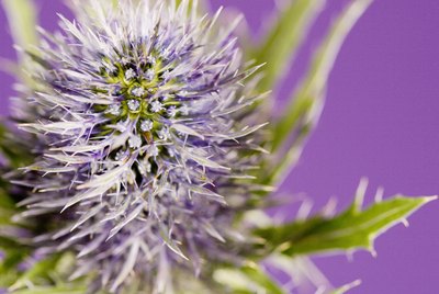 Purple flowering thistle