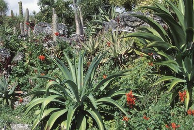 Blooming plants in tropical forest