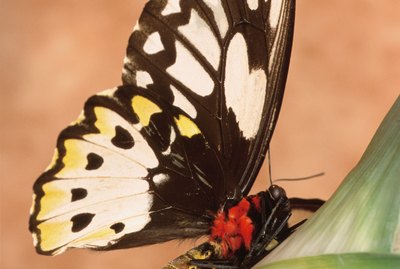 Butterfly and caterpillar on a leaf