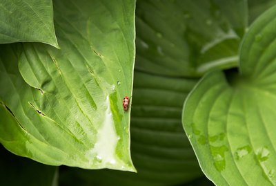 Lady beetle and raindrops on Hosta leaves