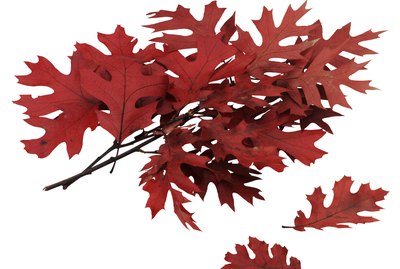 Oak branch with leaves