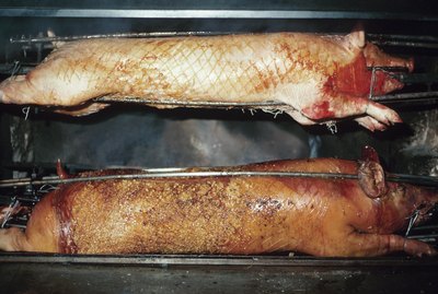 Two pigs roasting in France
