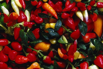 Variety of peppers