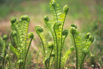 Ostrich fern (Matteuccia struthiopteris)