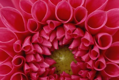 Close-up on Dahlia