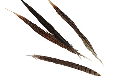 Pheasant feathers