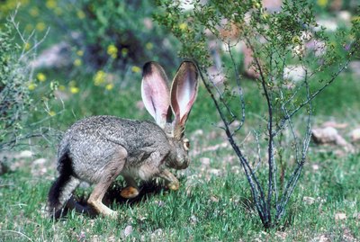 Jackrabbit