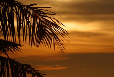 Tropical palm tree and ocean