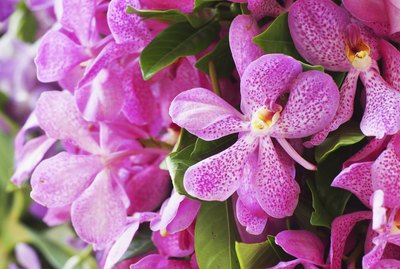 Pink mokara orchids