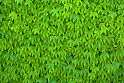 Wall covered with Boston Ivy.
