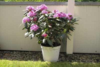 Pink Rhododendron
